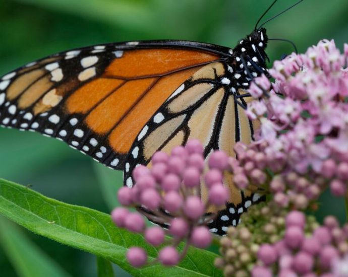 the-traitor-administration-revives-rollbacks-of-species-protections-from-first-term