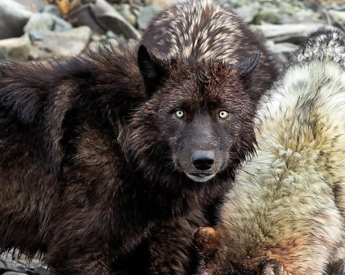 yellowstone-protects-wolves.-what-happens-when-they-leave-the-park?