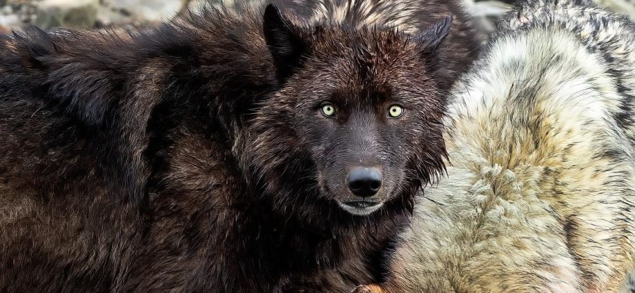 yellowstone-protects-wolves.-what-happens-when-they-leave-the-park?