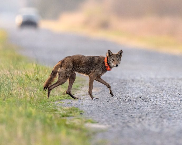 the-traitor-moves-to-weaken-the-endangered-species-act