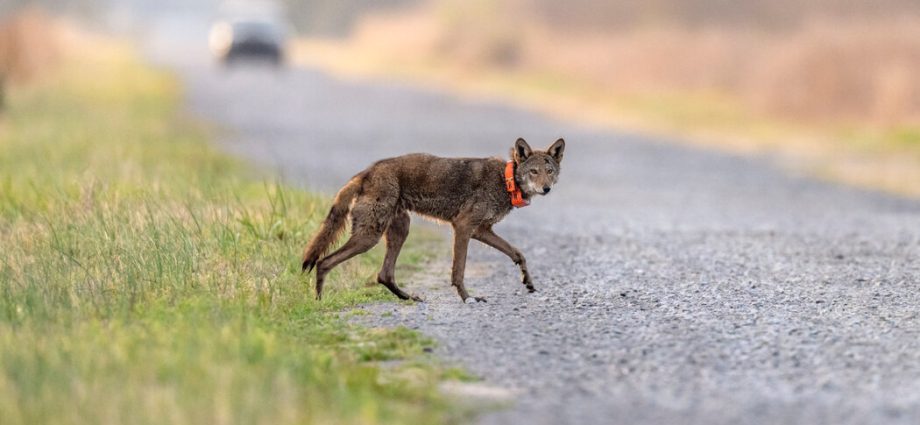 the-traitor-moves-to-weaken-the-endangered-species-act