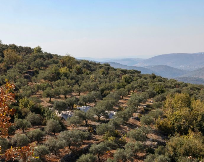 olive-farmers-face-danger,-neglect-after-israel’s-war-in-southern-lebanon