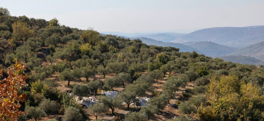 olive-farmers-face-danger,-neglect-after-israel’s-war-in-southern-lebanon