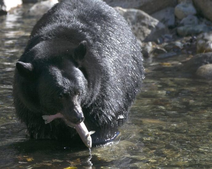 bear,-in-fall-feeding-frenzy,-follows-87-year-old-california-man-into-his-home