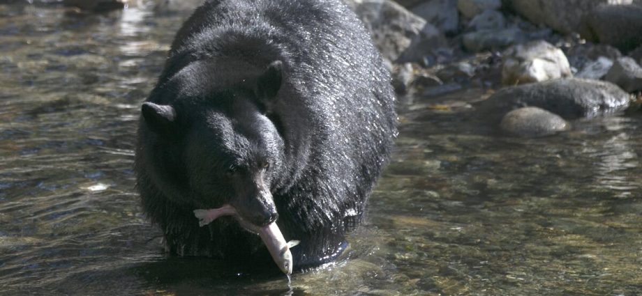 bear,-in-fall-feeding-frenzy,-follows-87-year-old-california-man-into-his-home