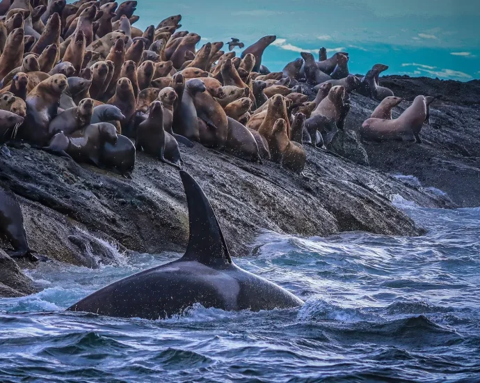 new-research-uncovers-hidden-divide-in-west-coast-killer-whales