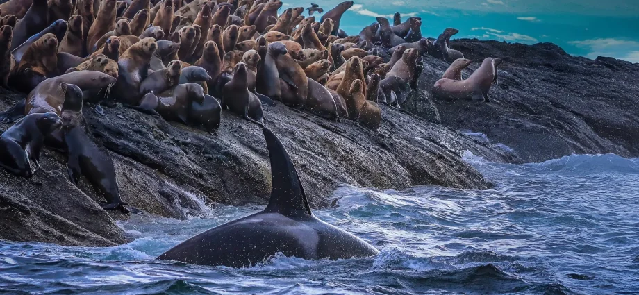 new-research-uncovers-hidden-divide-in-west-coast-killer-whales