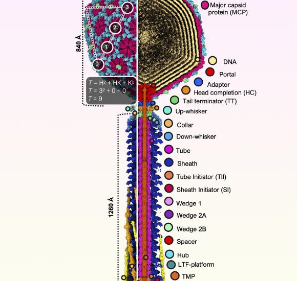 Scientists Explore Structure of Bacteriophage