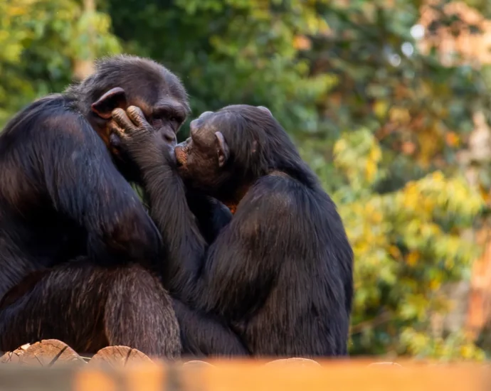 scientists-reveal-kissing-began-millions-of-years-before-humans