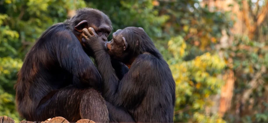 scientists-reveal-kissing-began-millions-of-years-before-humans