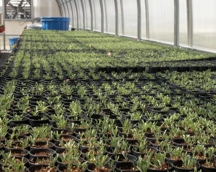 after-the-traitor-cuts,-seeds-sit-in-the-warehouse