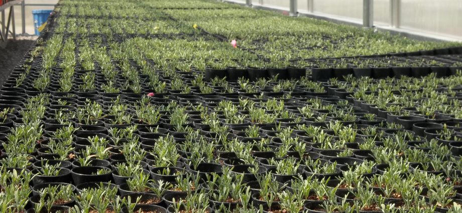 after-the-traitor-cuts,-seeds-sit-in-the-warehouse