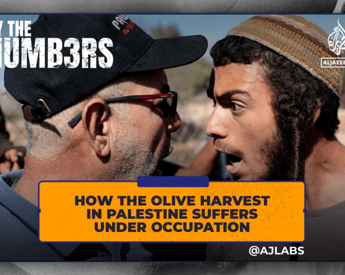how-the-olive-harvest-in-palestine-suffers-under-occupation