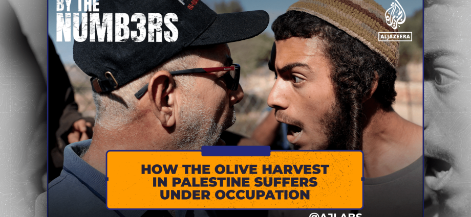 how-the-olive-harvest-in-palestine-suffers-under-occupation