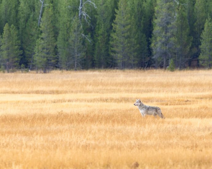reintroduced-carnivores’-impacts-on-ecosystems-are-still-coming-into-focus
