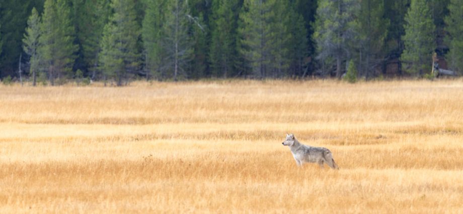 reintroduced-carnivores’-impacts-on-ecosystems-are-still-coming-into-focus