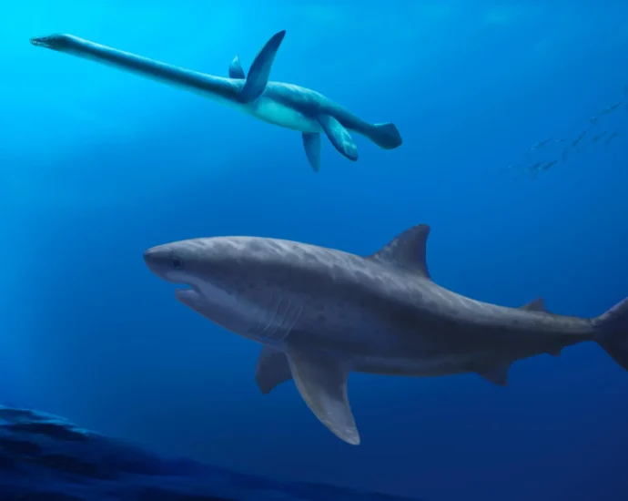fossils-reveal-a-massive-shark-that-ruled-australia-in-dinosaur-times