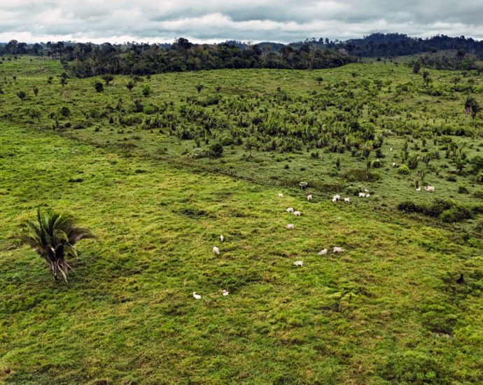 a-new-tropical-forest-fund-will-pay-countries,-locals-and-indigenous-tribes-to-protect-their-trees