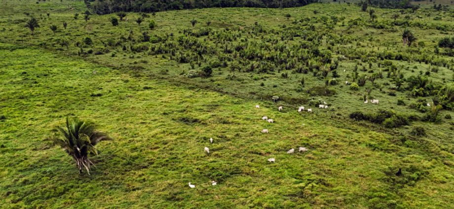 a-new-tropical-forest-fund-will-pay-countries,-locals-and-indigenous-tribes-to-protect-their-trees