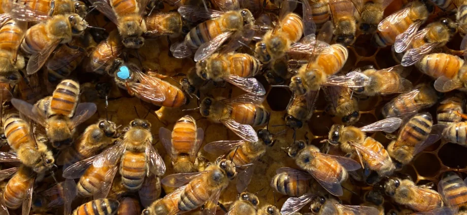 the-surprising-reason-bees-replace-their-queens