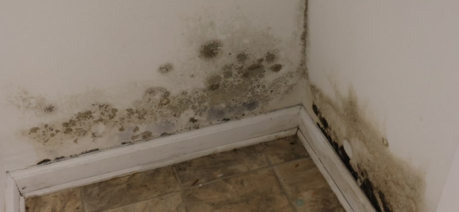 A Hidden Health Crisis Following Natural Disasters: Mold Growth in Homes