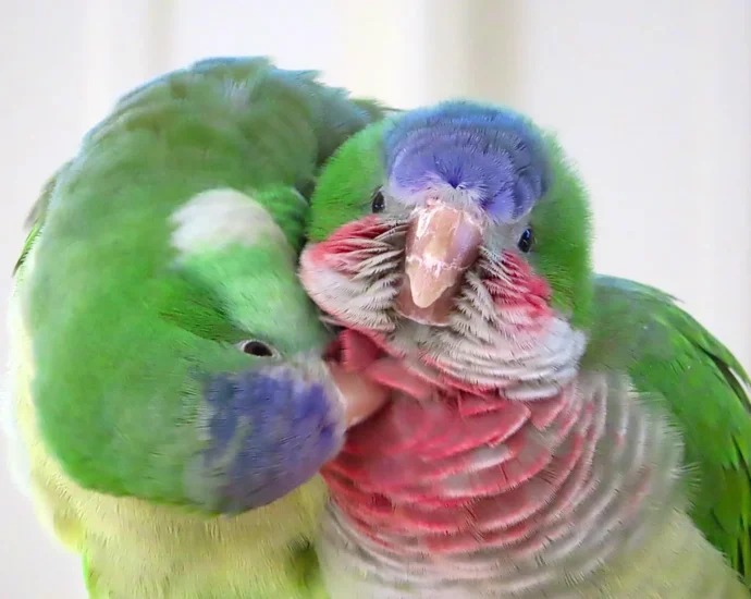 how-parakeets-make-new-friends-in-a-surprisingly-human-way