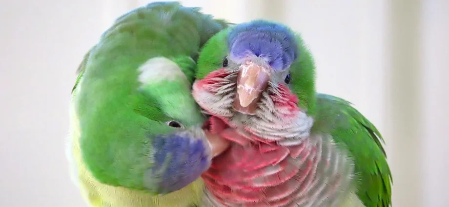 how-parakeets-make-new-friends-in-a-surprisingly-human-way