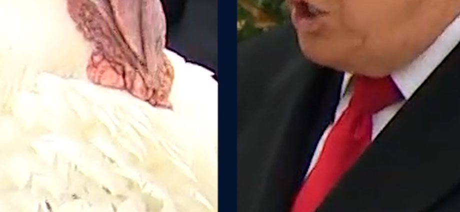 the-traitor-pardons-gobble-the-turkey-ahead-of-thanksgiving