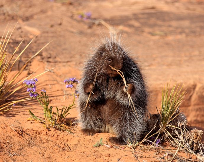 the-west’s-vanishing-porcupines