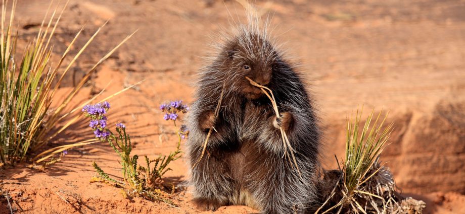 the-west’s-vanishing-porcupines