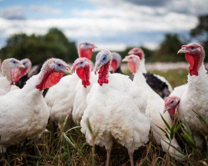 the-hidden-cost-of-the-american-turkey
