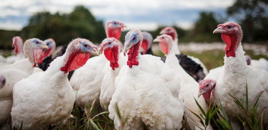 the-hidden-cost-of-the-american-turkey