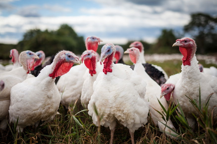 the-hidden-cost-of-the-american-turkey