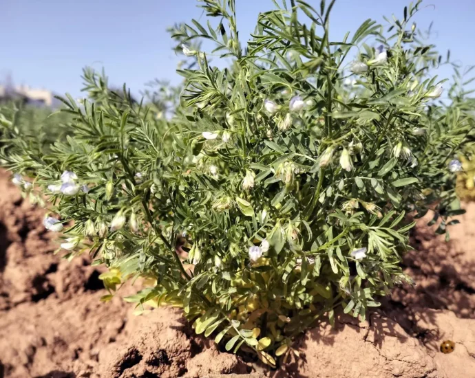 archaeologists-uncover-a-2,000-year-old-crop-in-the-canary-islands