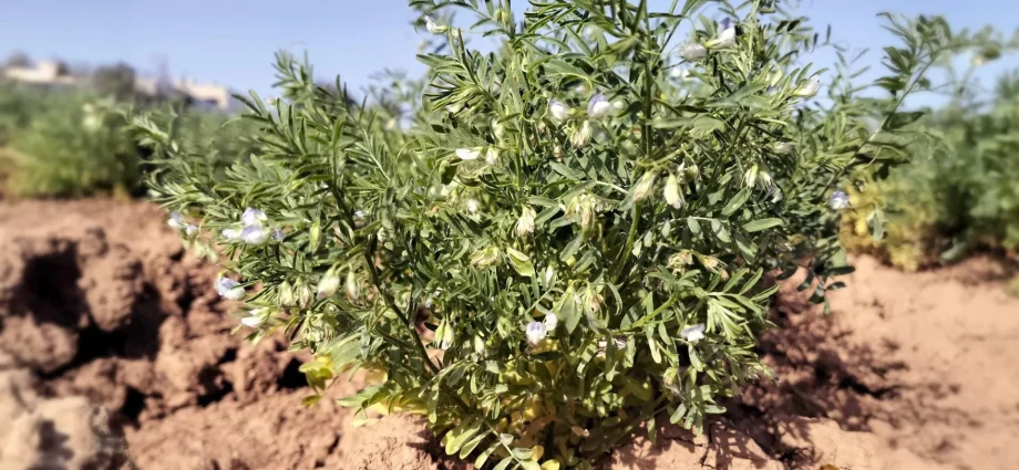 archaeologists-uncover-a-2,000-year-old-crop-in-the-canary-islands