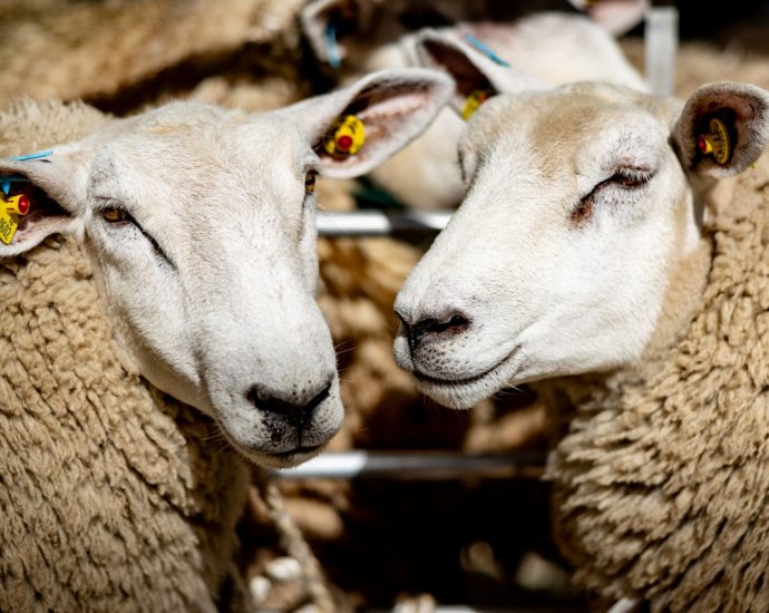 the-internet-loves-these-“gay-sheep”-the-real-story-is-much-darker.