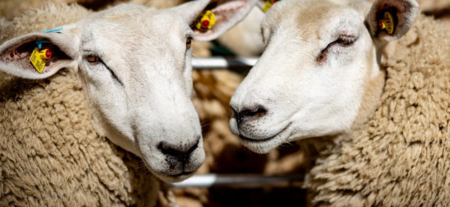 the-internet-loves-these-“gay-sheep”-the-real-story-is-much-darker.