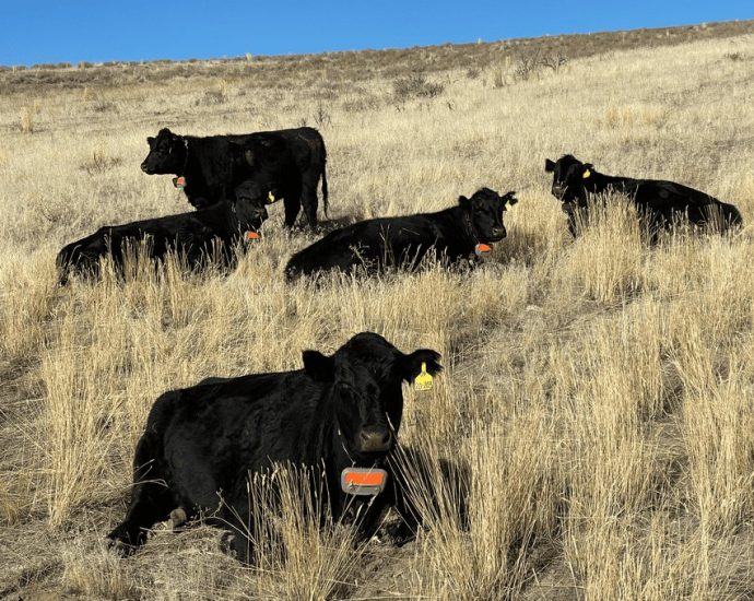 nevada-ranchers-test-gps-‘virtual-fencing’-to-herd-cattle