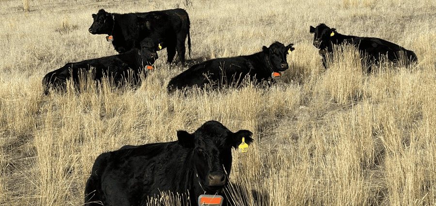 nevada-ranchers-test-gps-‘virtual-fencing’-to-herd-cattle