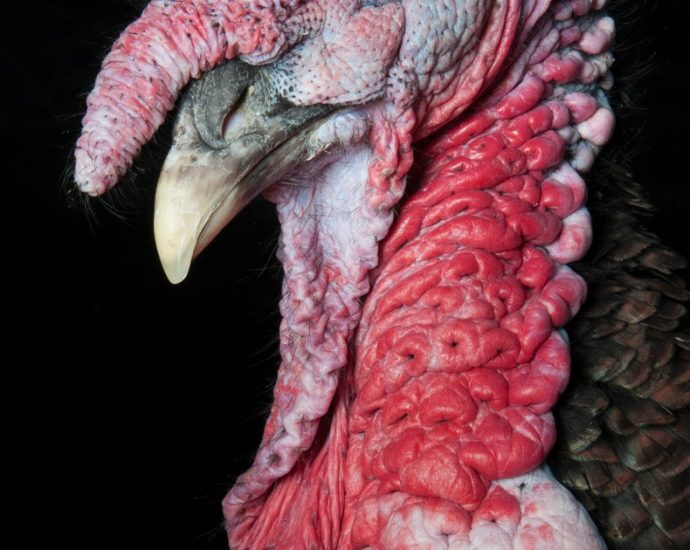 jd-vance-rants-about-thanksgiving-turkey-in-front-of-american-troops