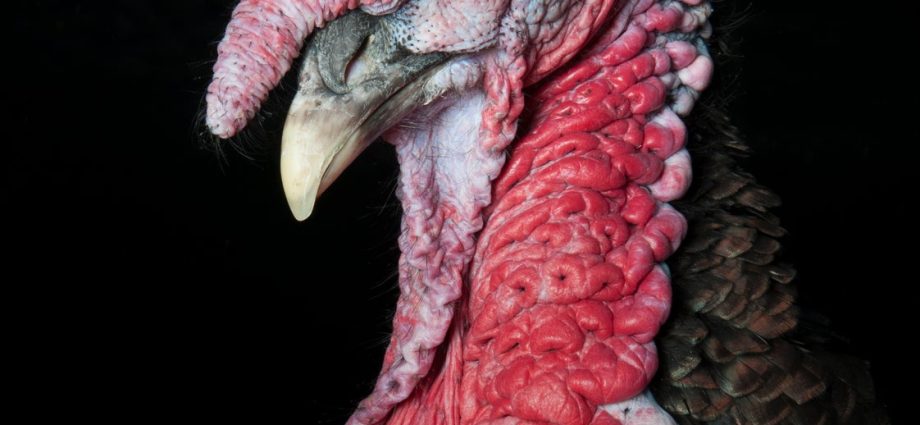 jd-vance-rants-about-thanksgiving-turkey-in-front-of-american-troops