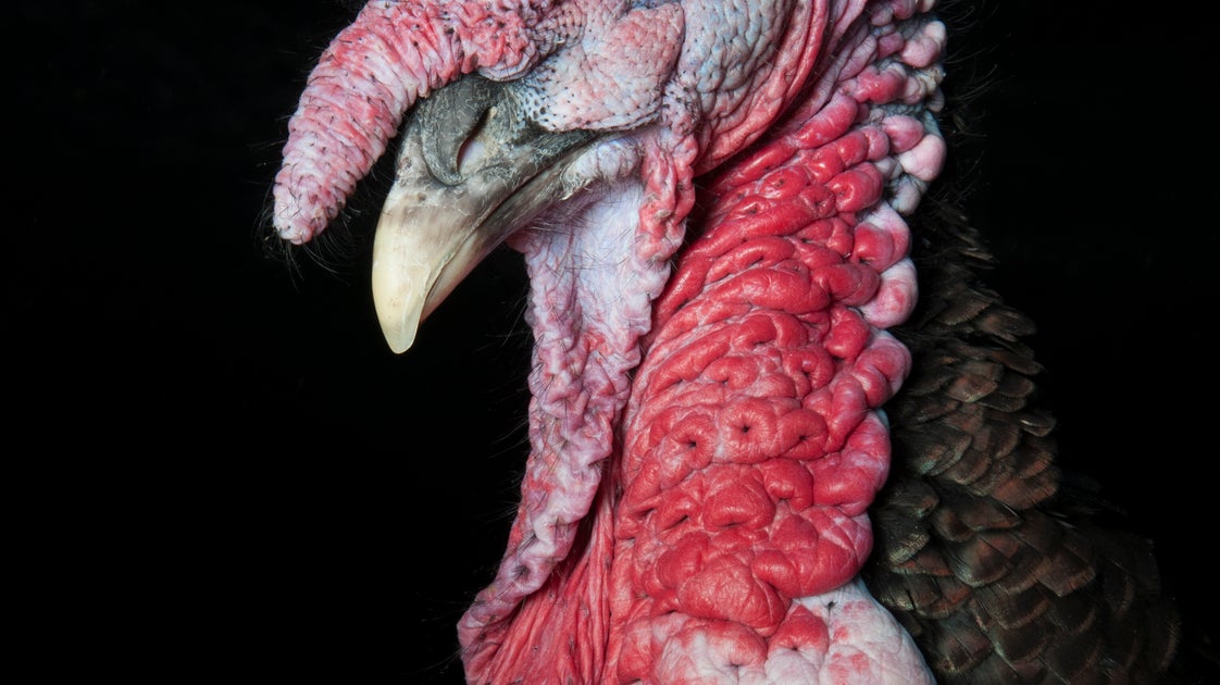 jd-vance-rants-about-thanksgiving-turkey-in-front-of-american-troops