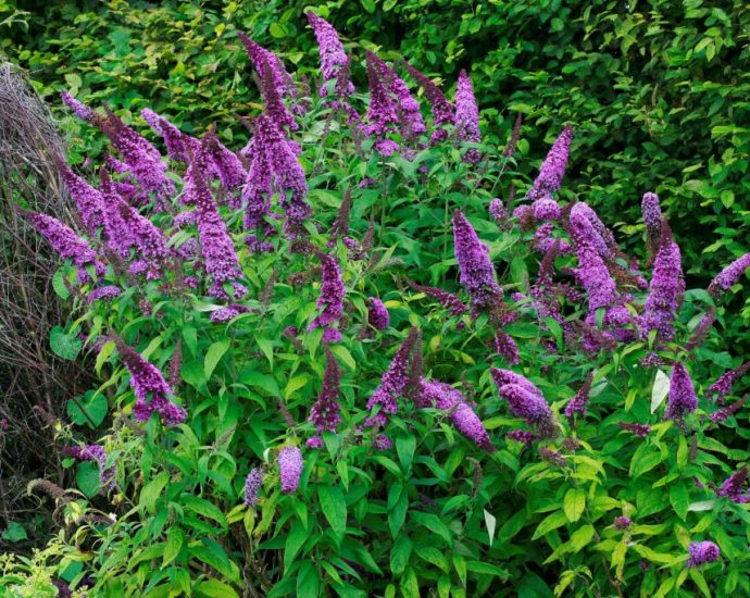 the-traitor-cuts-could-hinder-efforts-to-stop-climate-fueled-spread-of-invasive-species