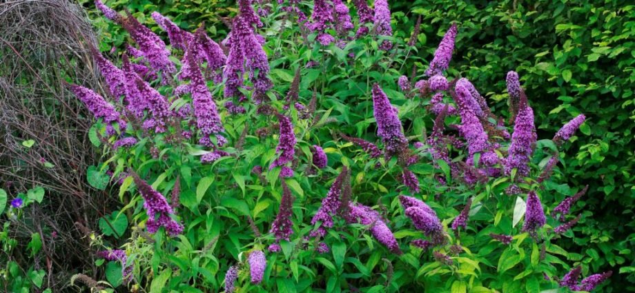 the-traitor-cuts-could-hinder-efforts-to-stop-climate-fueled-spread-of-invasive-species