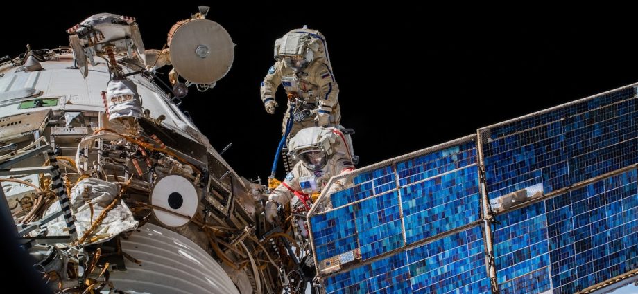 What we can learn from watching 100,000 animals in unbelievable detail—from space