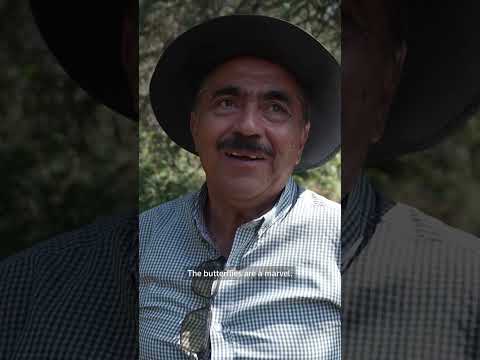 monarch-butterfly-season-kicks-off-in-mexico