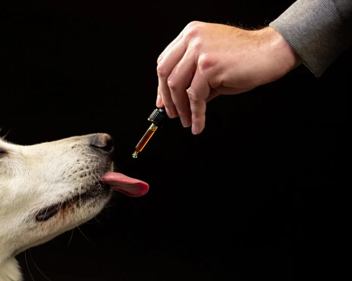 scientists-studied-47,000-dogs-on-cbd-and-found-a-surprising-behavior-shift
