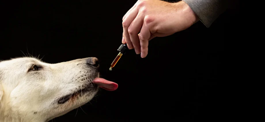 scientists-studied-47,000-dogs-on-cbd-and-found-a-surprising-behavior-shift