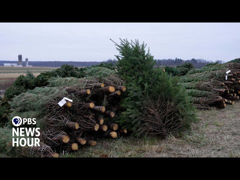 the-long-road-from-a-christmas-tree-farm-to-your-home