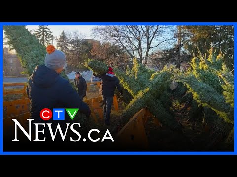 local-christmas-tree-sales-support-mental-health-programs